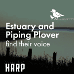 Estuary and Piping Plover find their voice