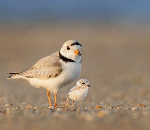 piping-plover